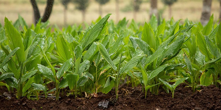 Curcuma o que e